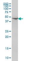 IHC-plus™ Monoclonal Mouse anti-Human NDN / Necdin Antibody (clone 1B3, IHC, IF, WB)