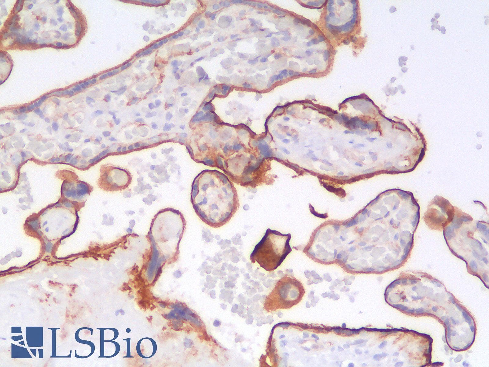 PathPlus™ THBD / CD141 / Thrombomodulin Antibody (aa 69-194, clone rTHBD/1591)