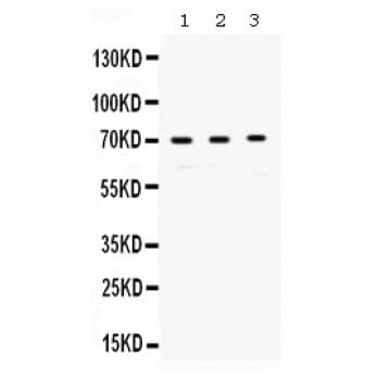 RPA70 / RPA1 Antibody (aa533-568)