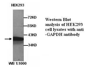 Polyclonal Rabbit anti-Human GAPDH Antibody (WB)