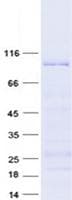 Human NOL5A / NOP56 Protein (Recombinant GST, N-terminus + His, C-terminus)