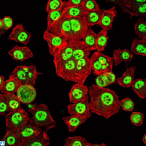 OTX2 Antibody