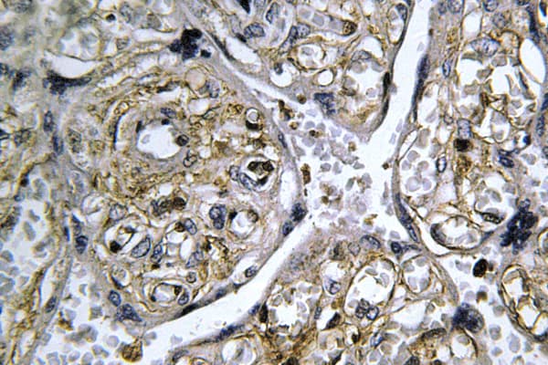 INSL4 Antibody (Leu79)