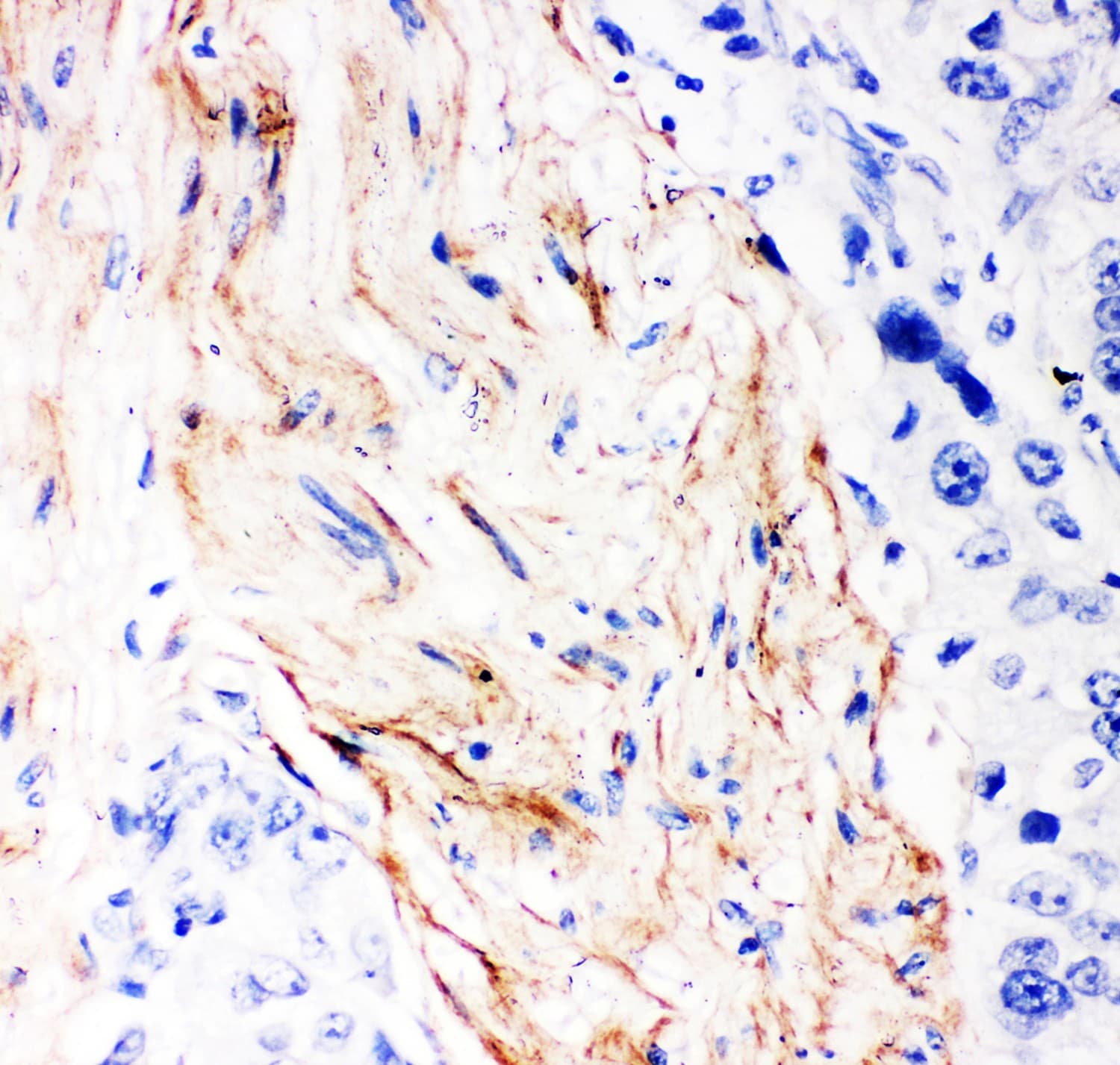 DCN / Decorin Antibody (aa31-359)