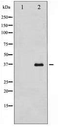 GAPDH Antibody
