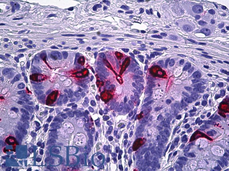 PathPlus™ CHGA / Chromogranin A Antibody (clone LK2H10, Concentrated)