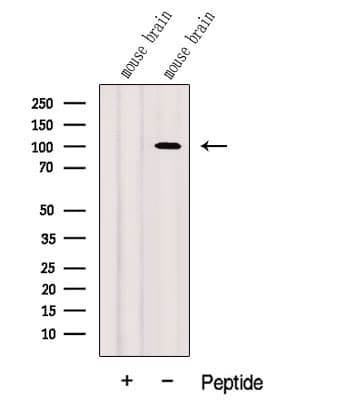 DNM3 / Dynamin 3 Antibody