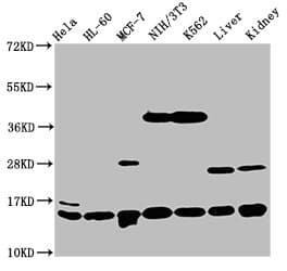 HIST1H2BN Antibody