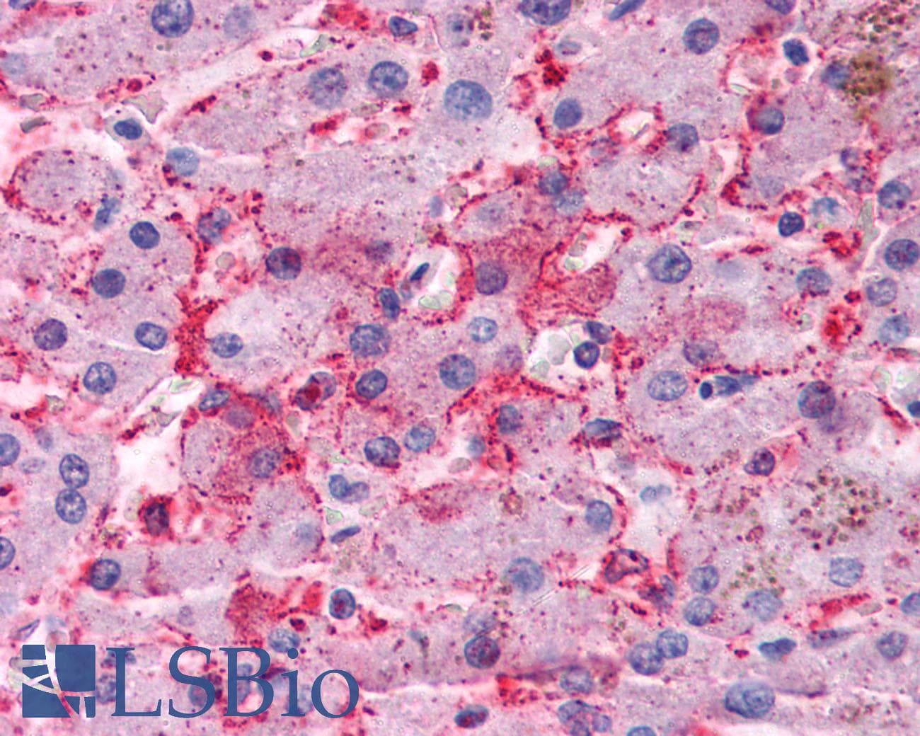 IHC-plus™ Polyclonal Rabbit anti-Human OSTC Antibody (Internal, IHC)
