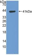 PathPlus™ Tryptase Antibody (aa161-262)