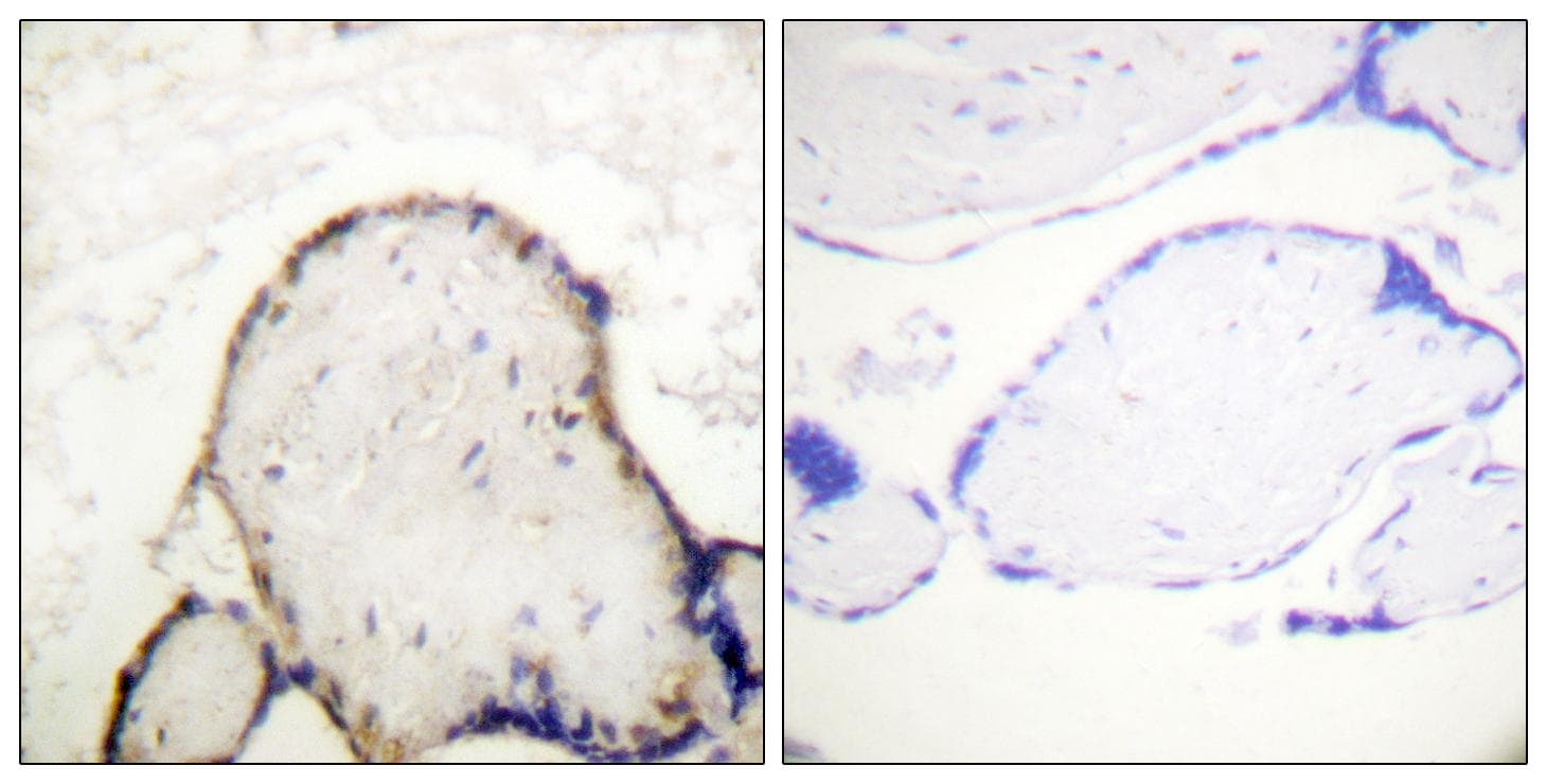 CDC37 Antibody (p13)
