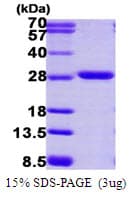 Human PSMA2 Protein (Recombinant His)