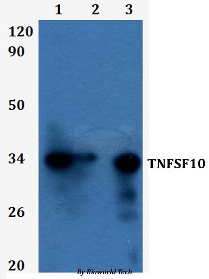 TNFSF10 / TRAIL Antibody
