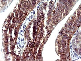 RASSF8 Antibody (clone OTI1F5)
