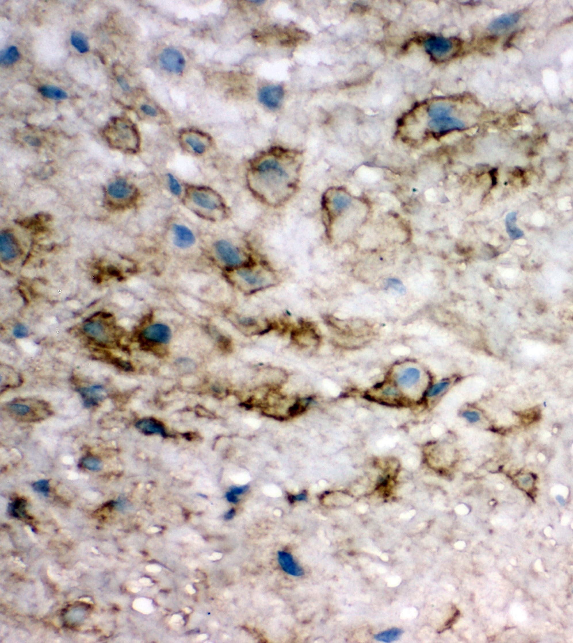EIF6 Antibody (aa82-96)
