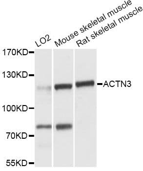 ACTN3 Antibody