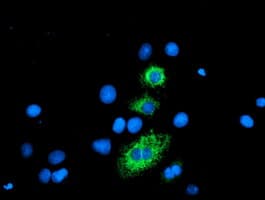 CPA2 Antibody (clone OTI1C7)