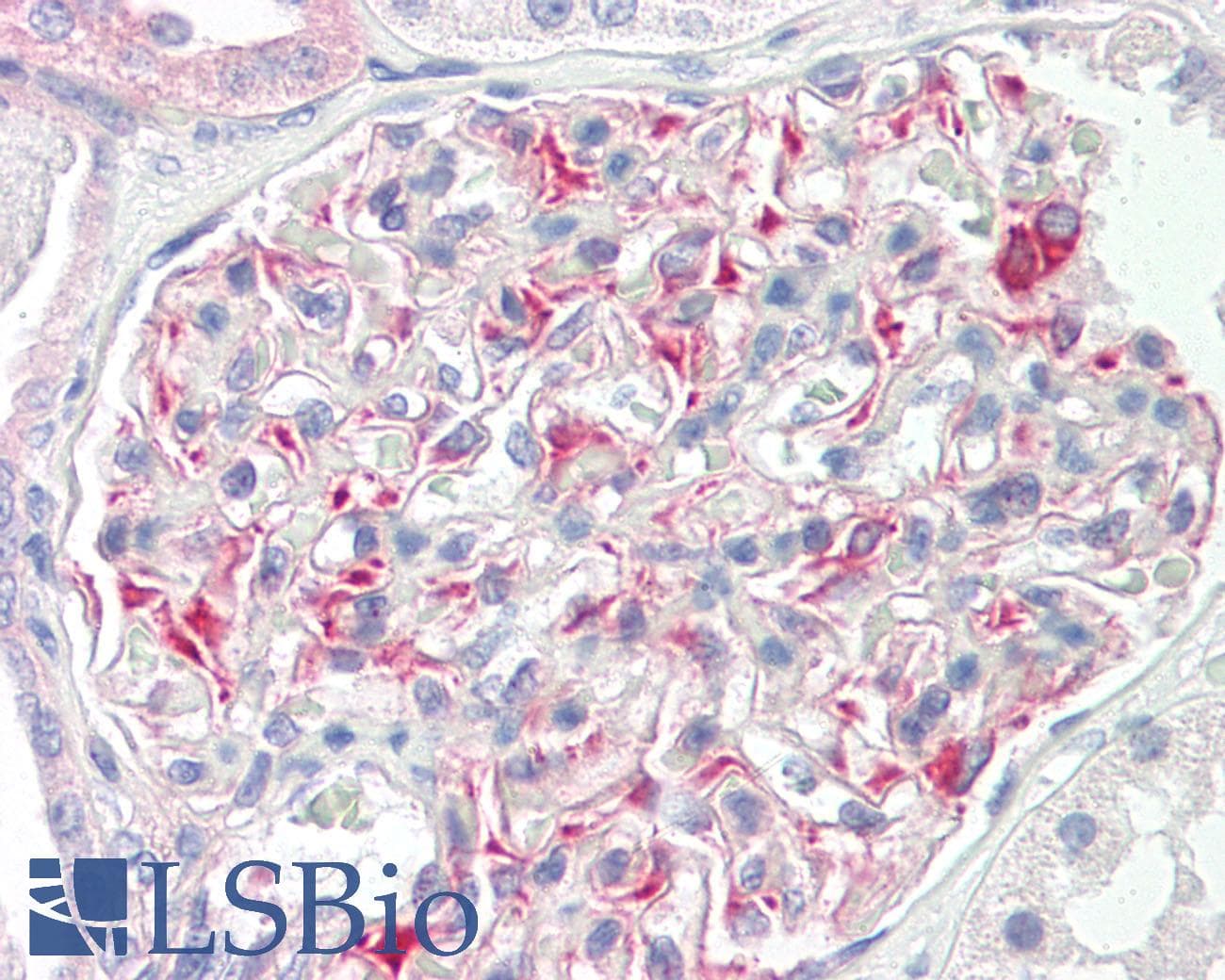 IHC-plus™ SLK Antibody (aa1151-1200)