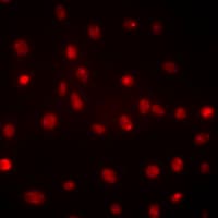 DDX39B / UAP56 Antibody