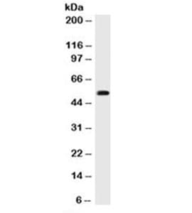 Monoclonal Mouse anti-Human TP53 / p53 Antibody (clone BP53-12 + DO-7, Azide-free,BSA-free, IHC, IF, WB)