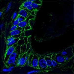 PathPlus™ CD44 Antibody (clone 8E2F3)