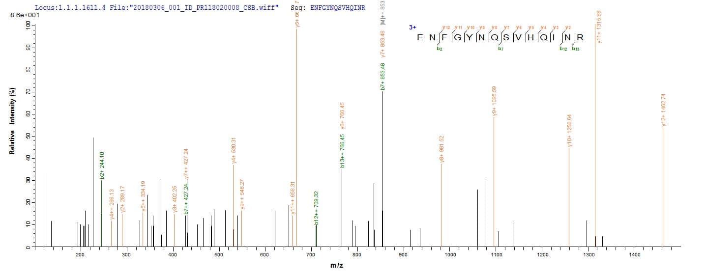 Streptococcus pyogenes speB Protein (Recombinant 6His-SUMO, N-terminus)