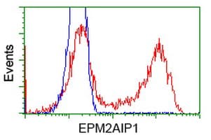 EPM2AIP1 Antibody (clone OTI6H5)
