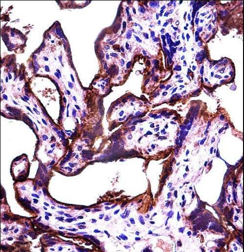 IHC-plus™ ALPPL2 Antibody (aa58-86)