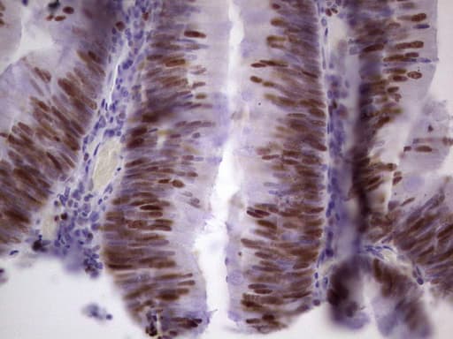 MCM2 Antibody (clone OTI1C7)