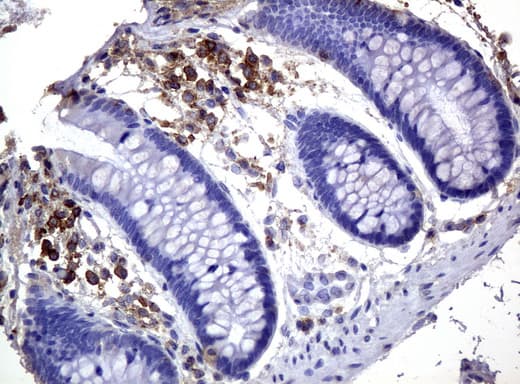 Monoclonal Mouse anti-Human CD3E Antibody (clone UMAB54, IHC, IF, WB)