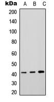 IHC-plus™ P2RY4 / P2Y4 Antibody (Internal)