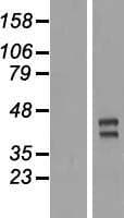 TRIML2 Protein (Over-Expression Lysate Myc-DDK (Flag))