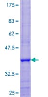 Human NDUFA7 Protein (Recombinant GST)