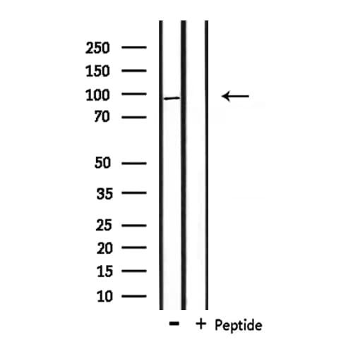 HCN2 Antibody