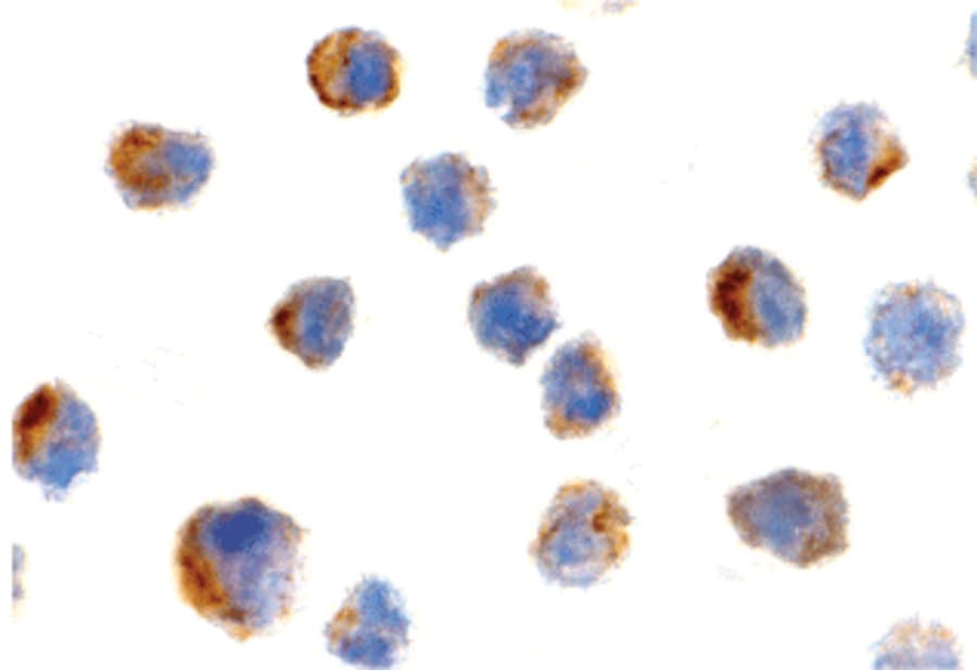 IHC-plus™ PTRH2 / BIT1 Antibody