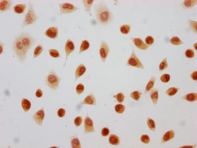 Polyclonal Rabbit anti-Human HIST1H4I Antibody (IF)