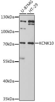 KCNK10 / TREK Antibody
