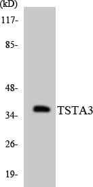 IHC-plus™ TSTA3 / GDP-L-Fucose Synthase Antibody (aa205-254)
