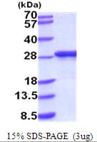 Mouse APOA1 / Apolipoprotein A 1 (Recombinant His)
