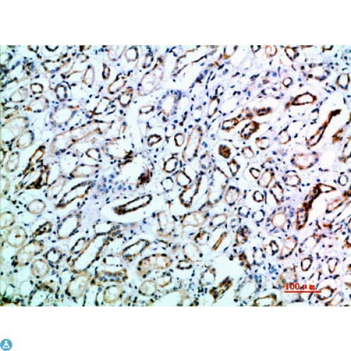 TSPAN7 / CD231 Antibody