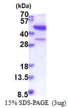 Human MBIP Protein (Recombinant His)