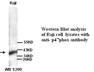 NCF1 / p47phox / p47 phox Antibody