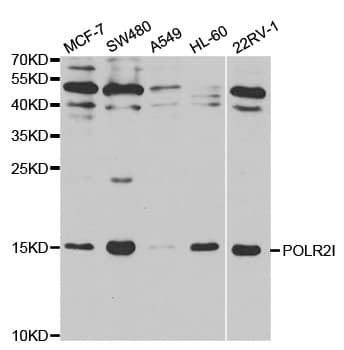 POLR2I Antibody