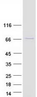 Human KLHL26 Protein (Recombinant Myc-DDK (Flag))