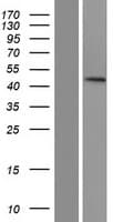 PTPN20 Protein (Over-Expression Lysate Myc-DDK (Flag))