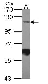 IPO7 / RANBP7 Antibody (aa976-1038)