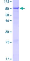 Human KLHL2 / MAV Protein (Recombinant GST)
