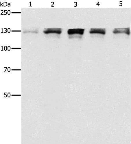 DDB1 Antibody