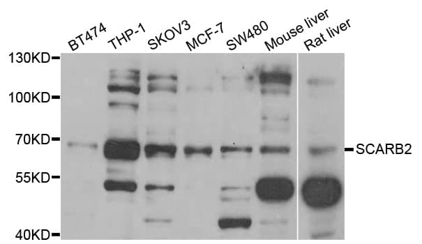 LIMPII / SCARB2 Antibody
