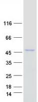 Human ERP44 Protein (Recombinant Myc-DDK (Flag))